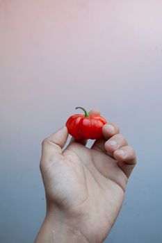A hand holds a small red tomato against a pastel gradient background, highlighting freshness.