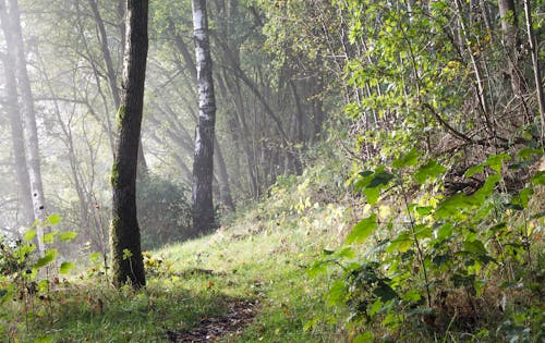 Free stock photo of fog, forest, landscape