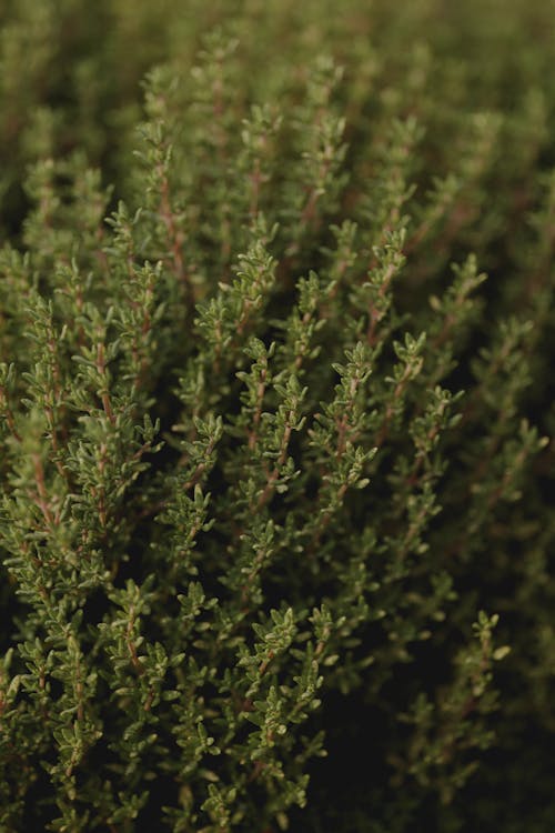 Close-up of Green Thyme