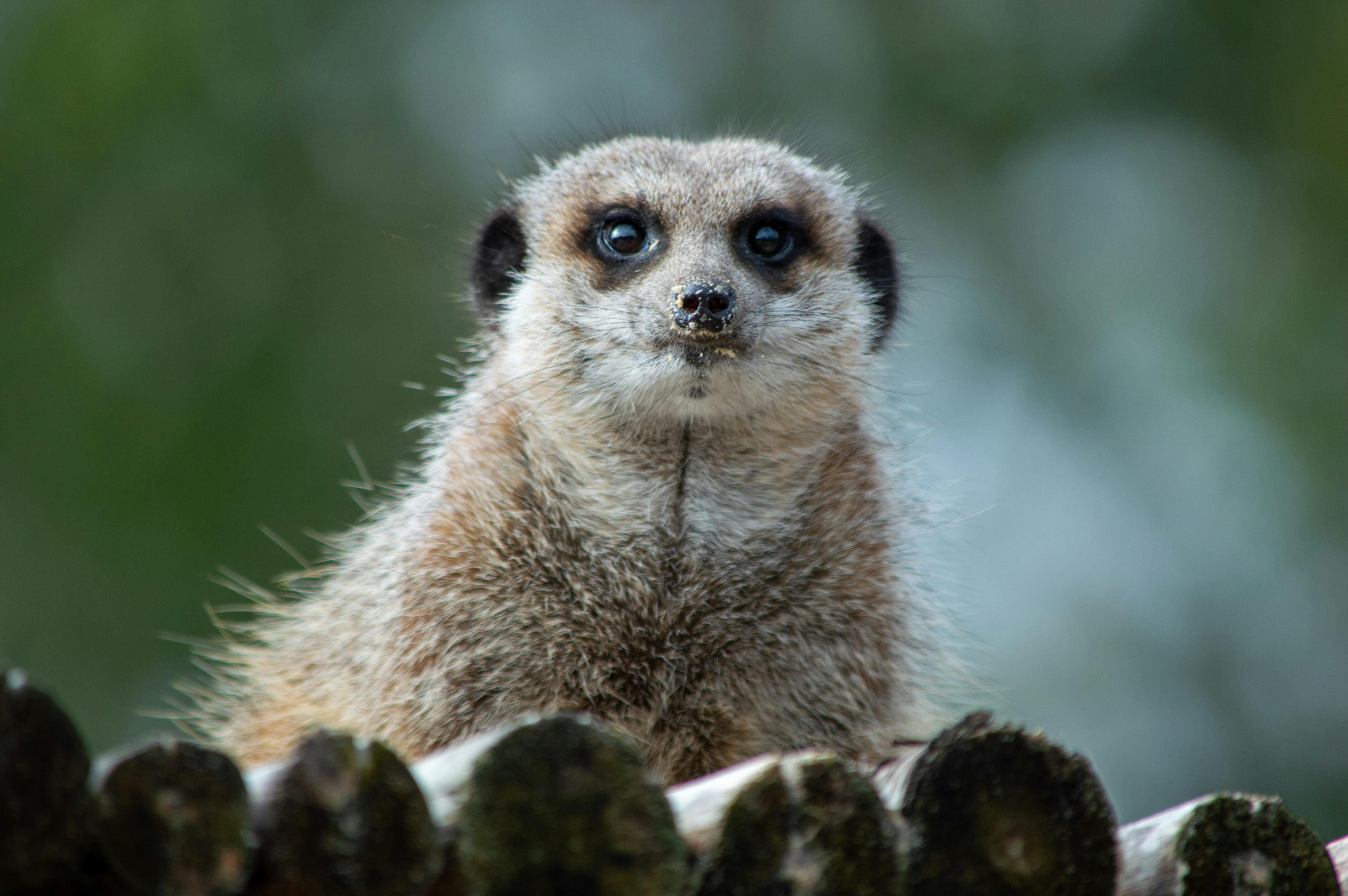 Wildlife Conservation Initiatives in and Around London