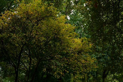 Free A serene autumn forest scene showcasing dense green and golden foliage. Stock Photo