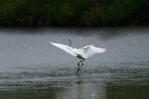 White Heron by the Lake