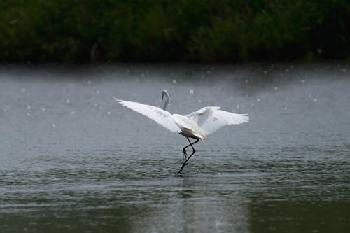 Gratis stockfoto met beest, dieren in het wild, h2o