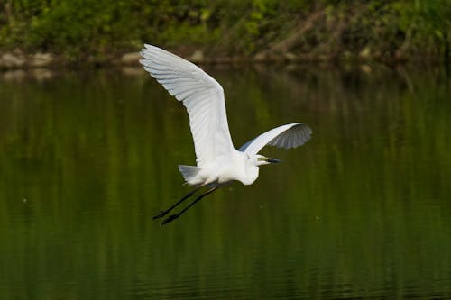 Egret Flying Low Over the River