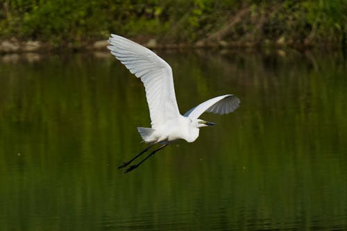 Gratis stockfoto met aviaire, dierenfotografie, landelijk