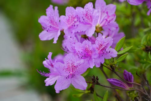 Blooming Purple Azalea