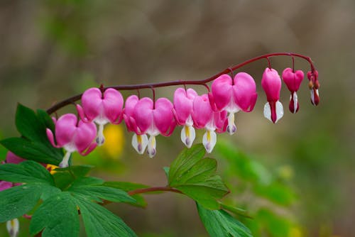 Decorative Pink Bleeding Hearts