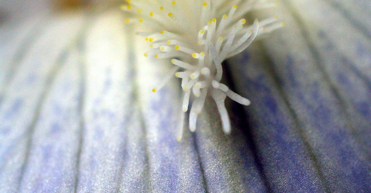 Free stock photo of close up, flower, macro