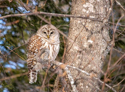 Close-up of an Owl Sitting on a Tree Branch 
