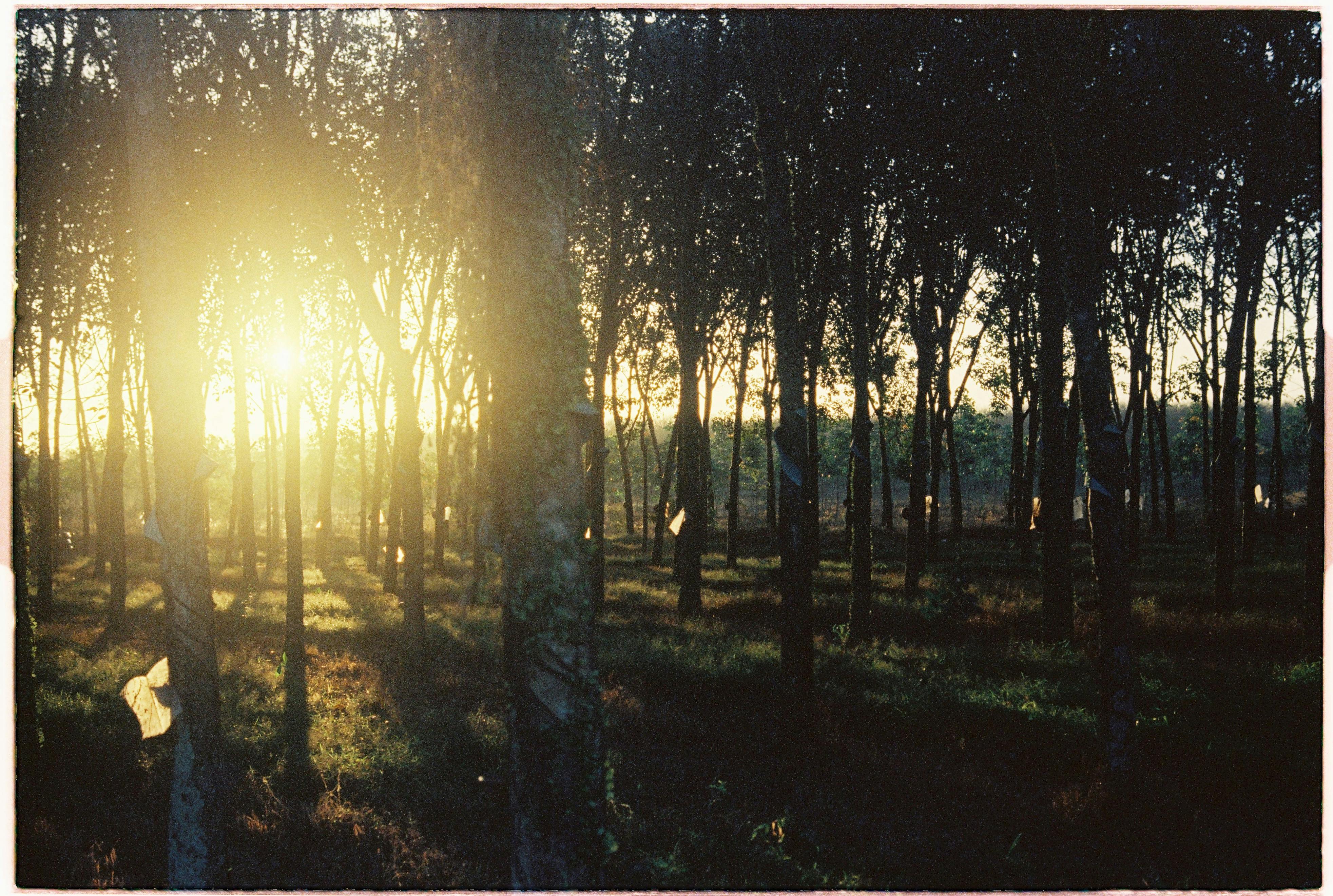 Captivating forest scene with sunlight filtering through trees during a serene sunrise.