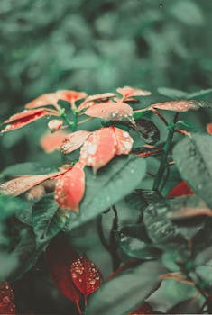 Macro photography of poinsettia leaves with water droplets, capturing nature's vibrant color and detail.