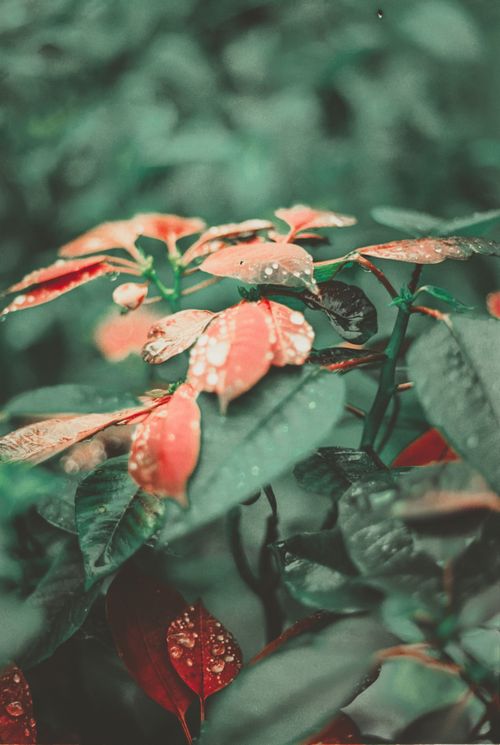 Free Macro photography of poinsettia leaves with water droplets, capturing nature's vibrant color and detail. Stock Photo