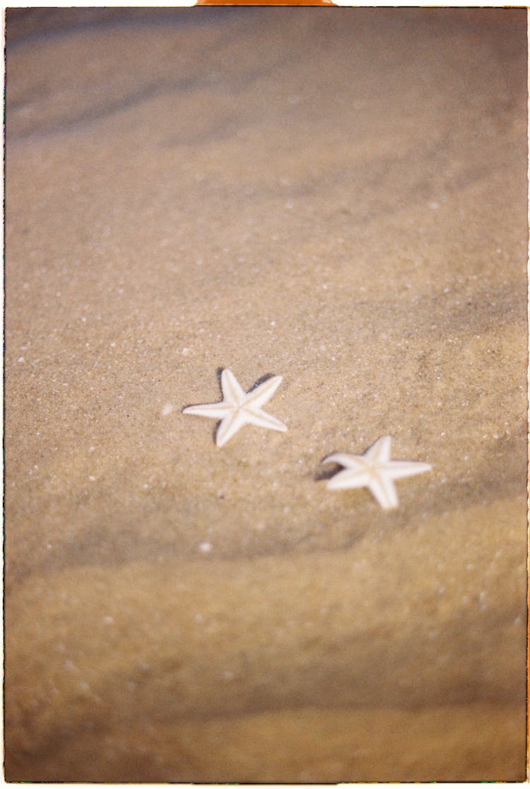 Starfish On The Sand 