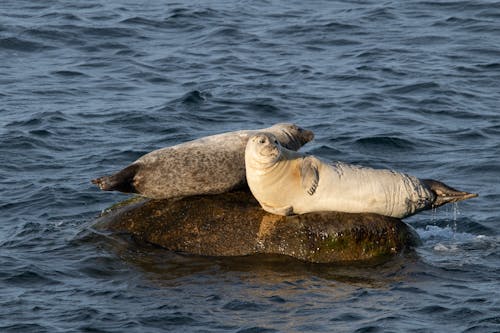 Sea Seals on Rock in Water