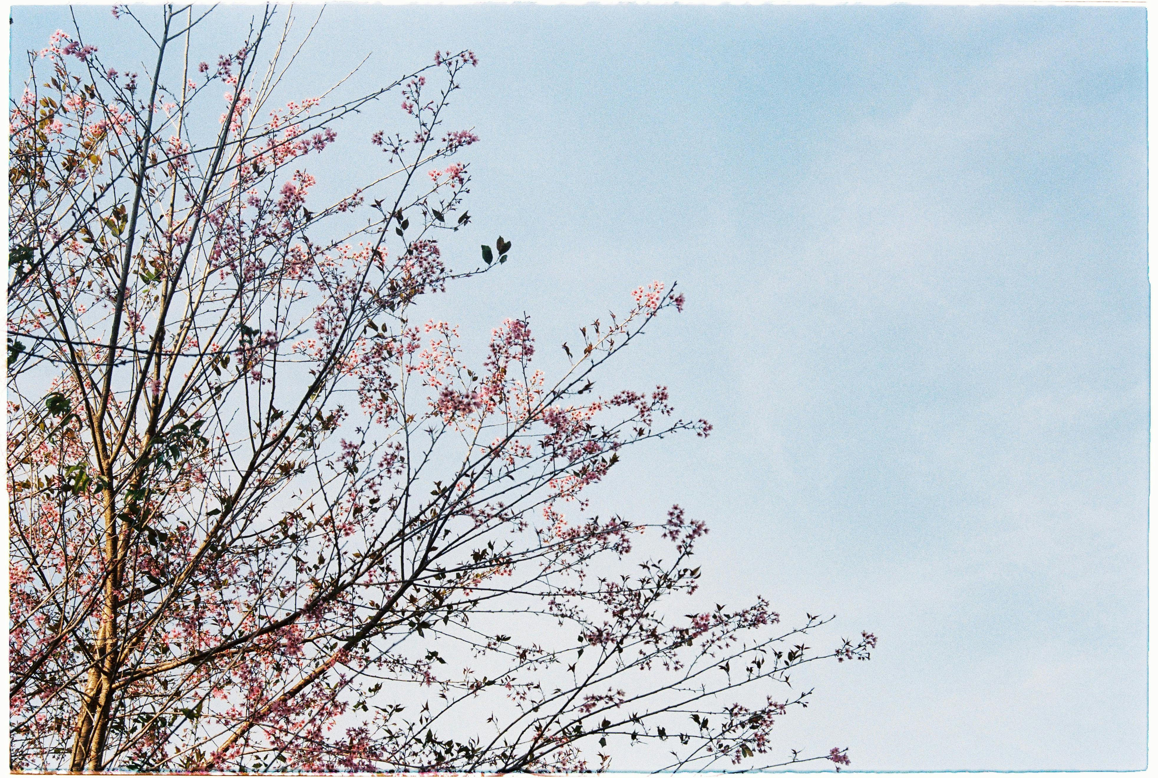 Cherry blossoms blooming in Dalat, Vietnam against a clear sky.