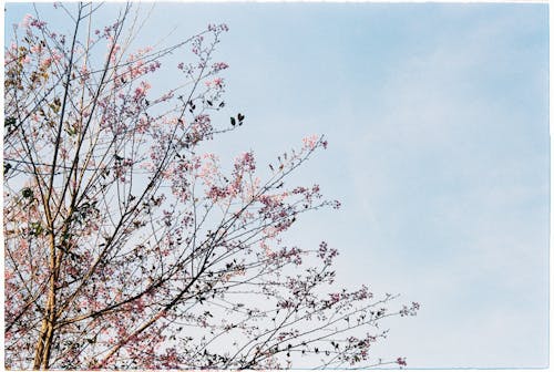 Film Photo of a Cherry Blossom