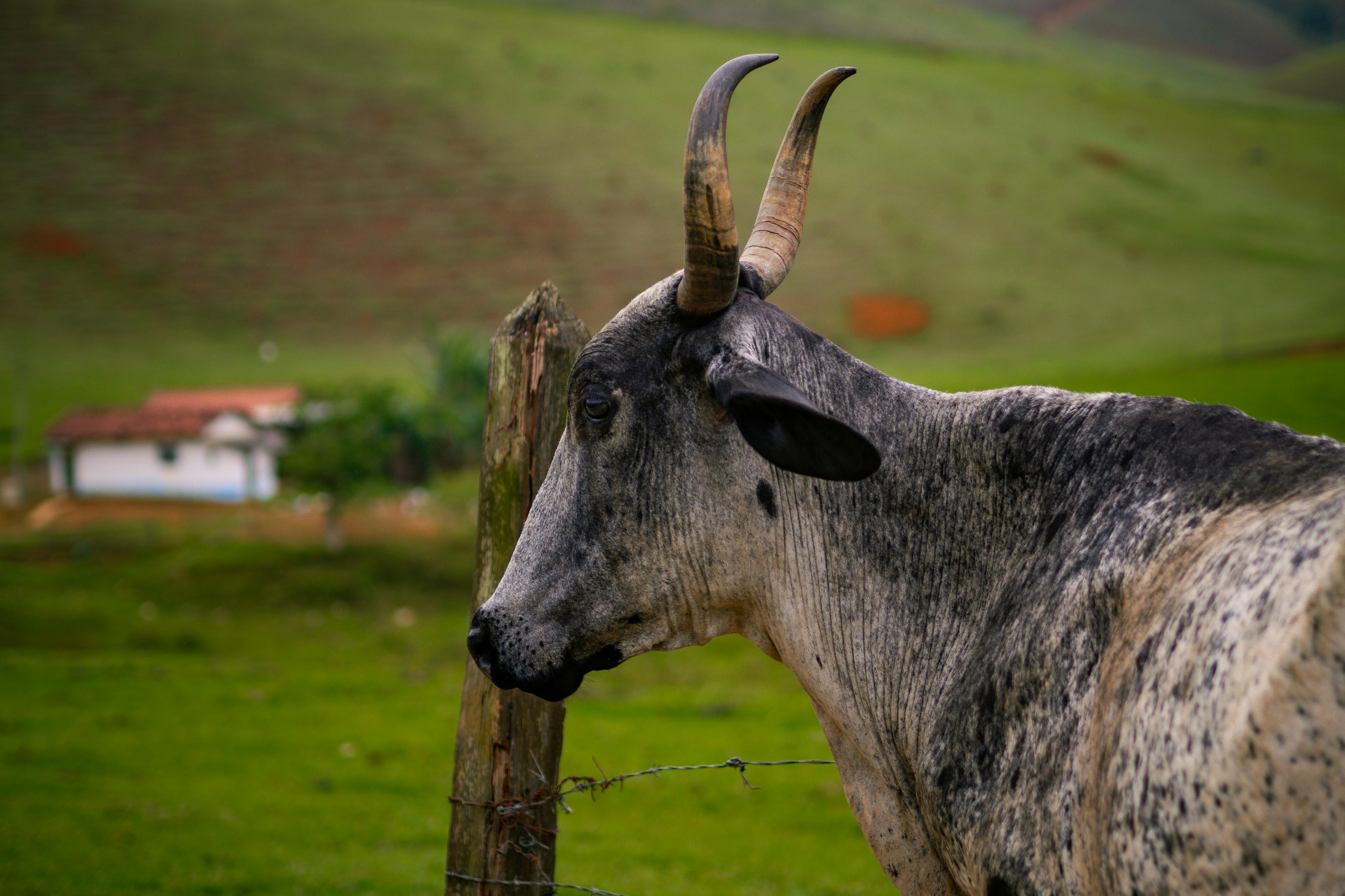 Gratuit Photos gratuites de agriculture, agriculture traditionnelle, alimenter Photos