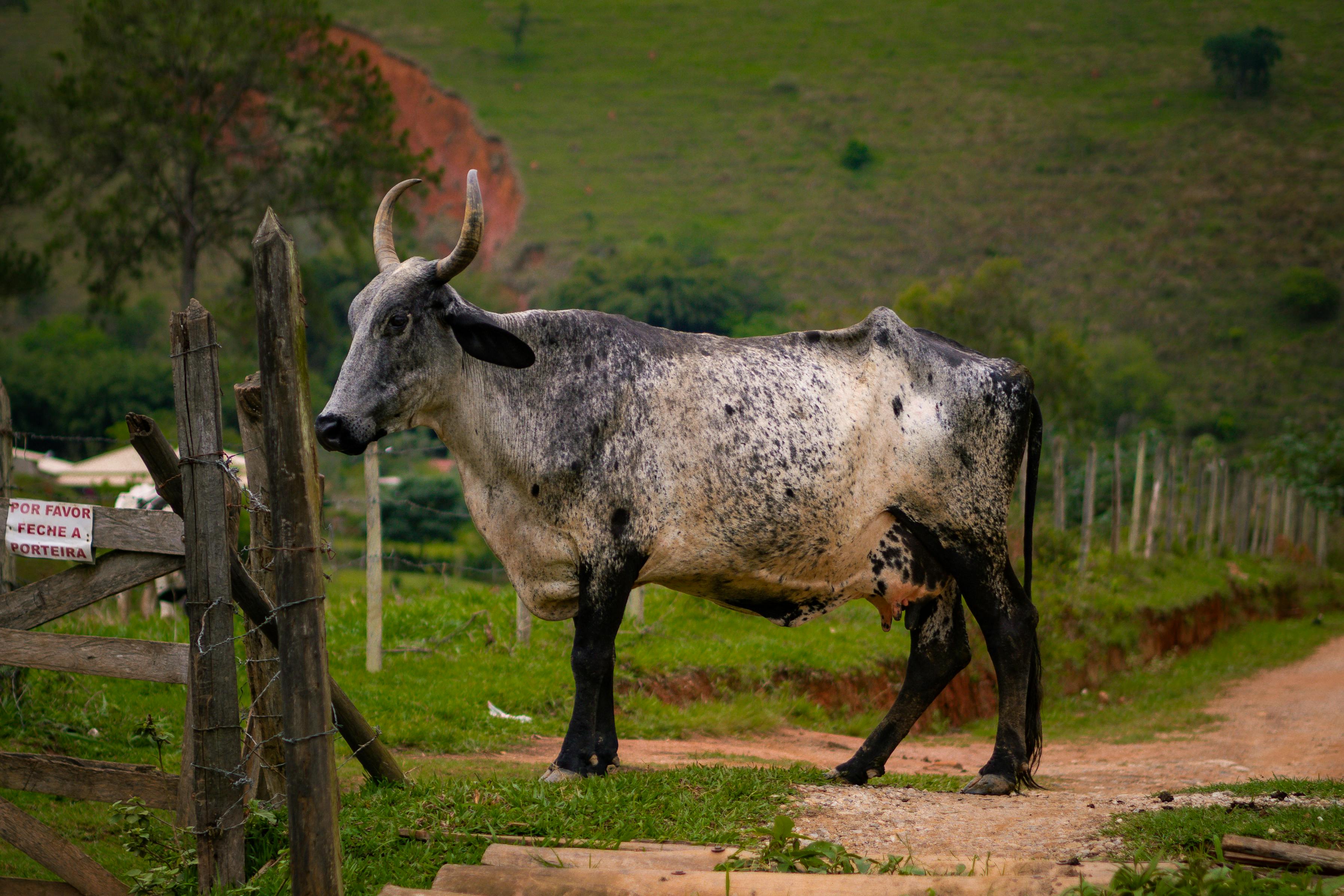 grátis Foto profissional grátis de agrário, agricultura, agricultura tradicional Foto profissional