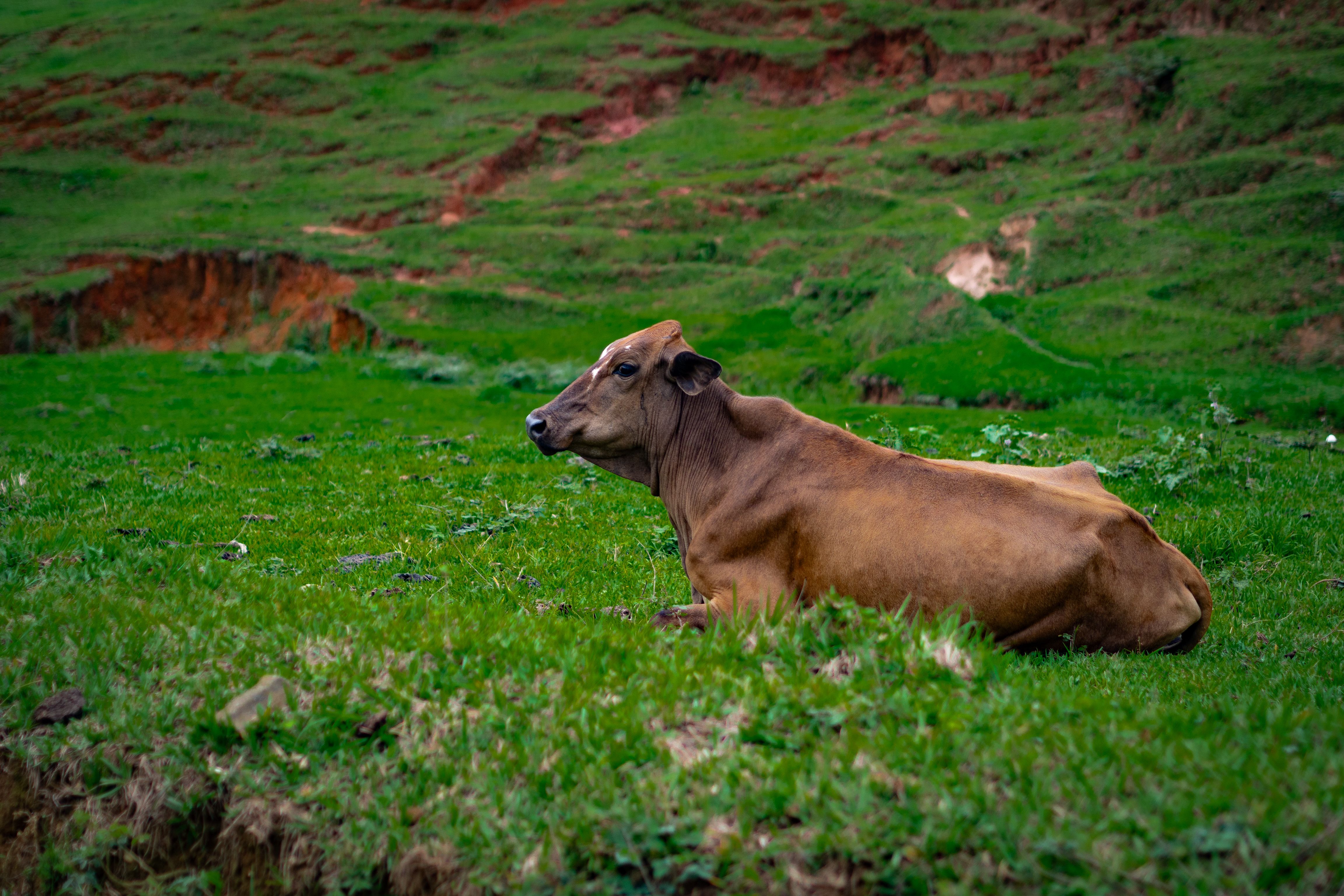 Cow Lying in a Pasture · Free Stock Photo