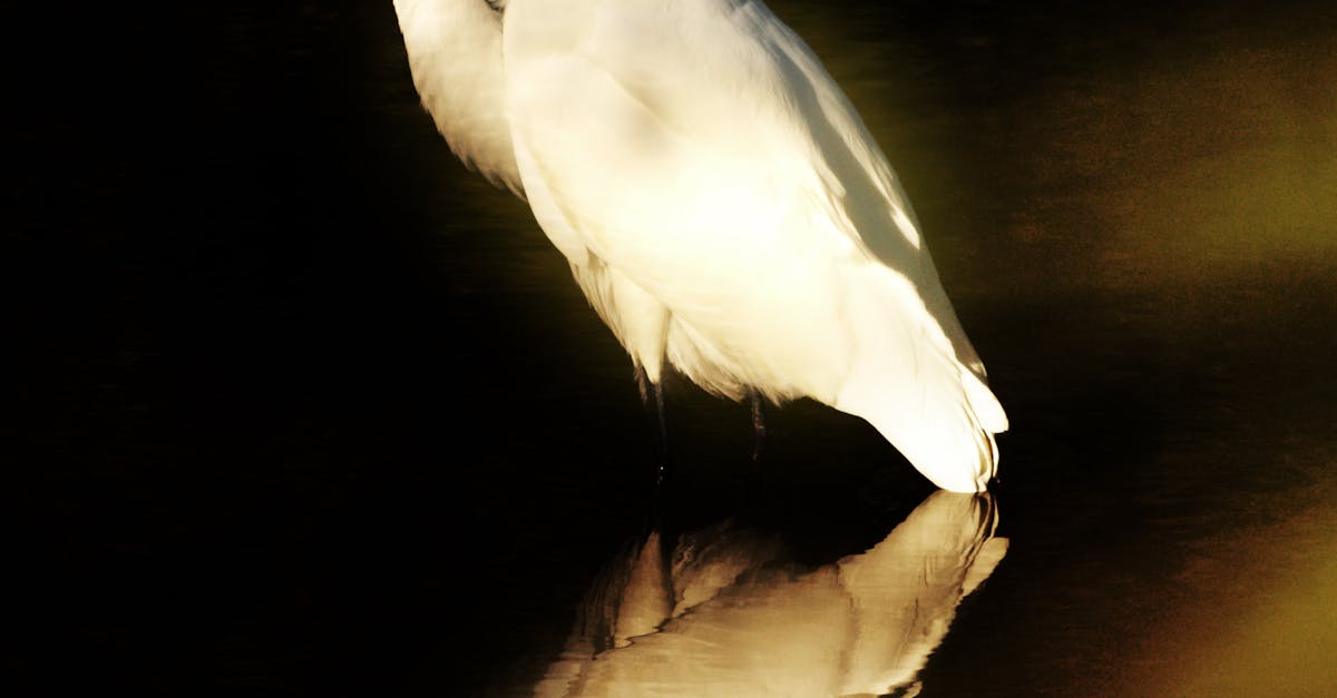 Free stock photo of bird, snowy egret, white bird