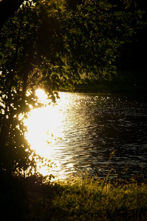 Základová fotografie zdarma na téma jezero, les, listy