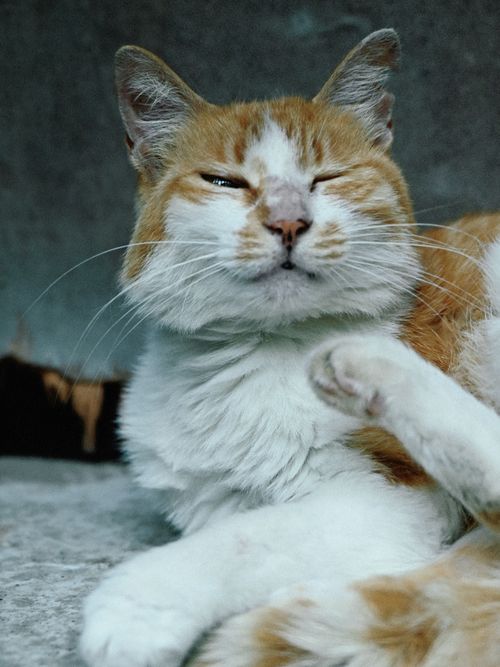 Free Adorable ginger and white cat relaxed with a playful expression. Stock Photo