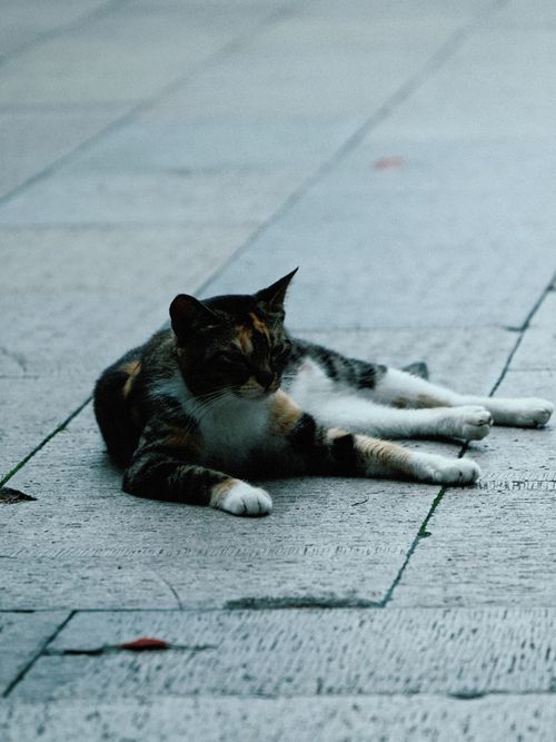 Free A calico cat lounging on a stone sidewalk, capturing a serene urban scene. Stock Photo
