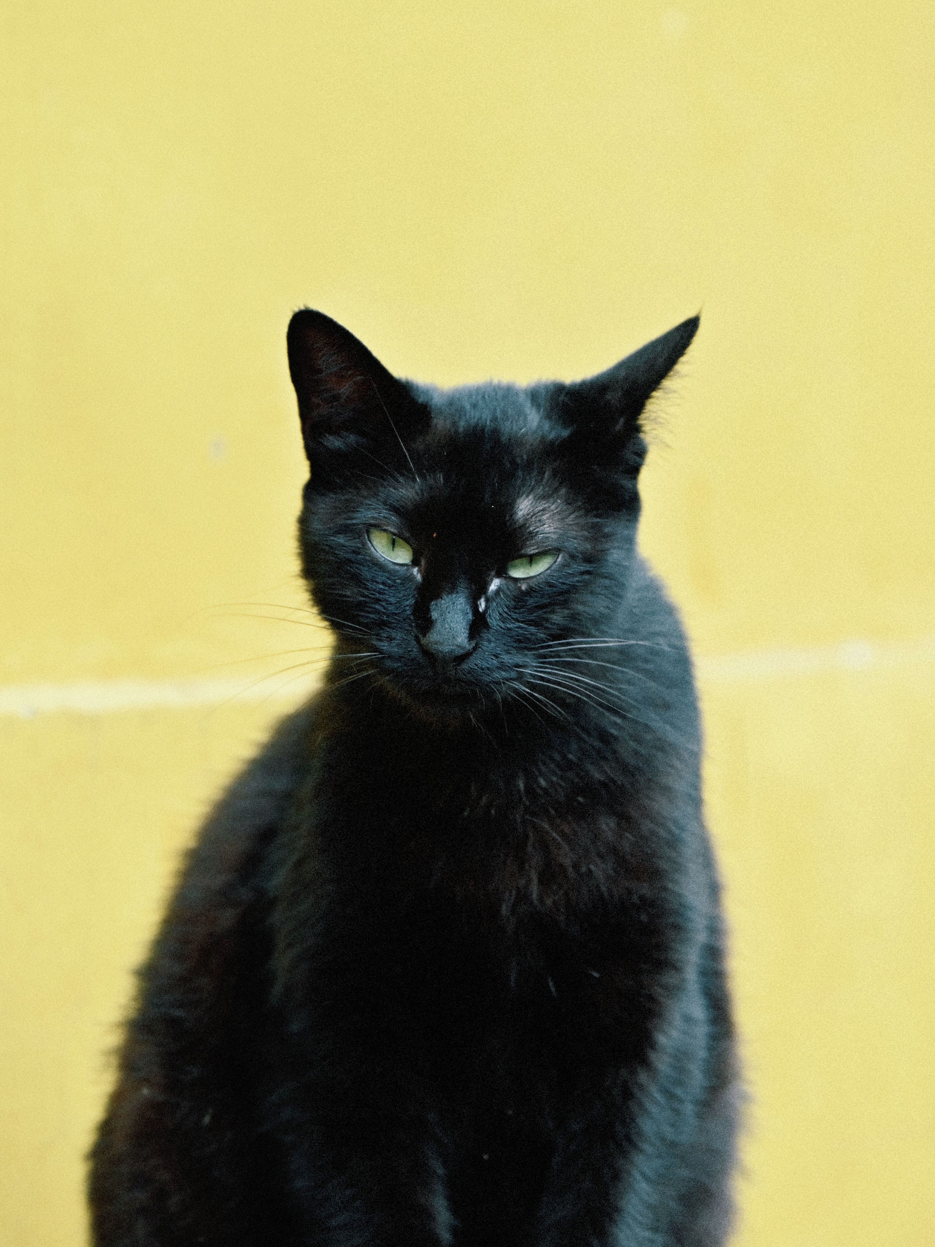 Black Cat Staring Into Camera Free Stock Photo