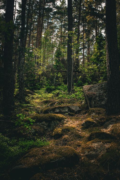 Moss spreading across a damp forest floor — photo by Milda Zarankaitė on Pexels