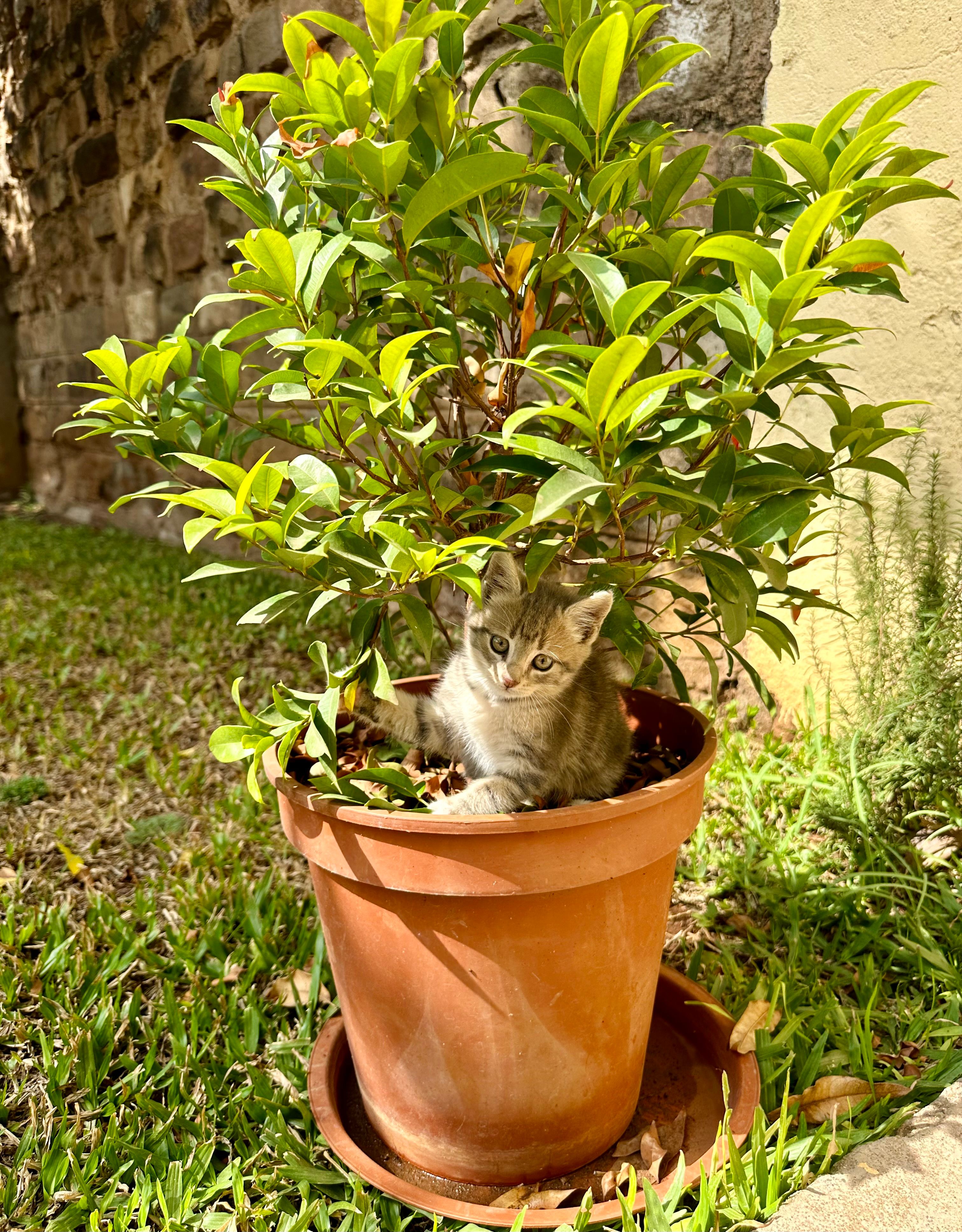 Kitten Under a Shrub in a Pot · Free Stock Photo