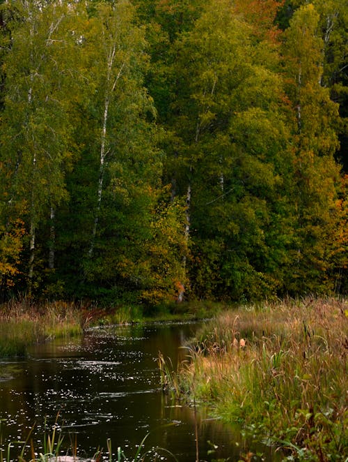강, 나무, 녹색의 무료 스톡 사진