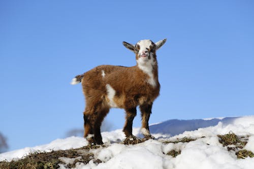 Little Furry Goat Kid on a Snowy Pasture