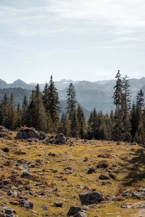 Ingyenes stockfotó dombok, erdő, erdős témában