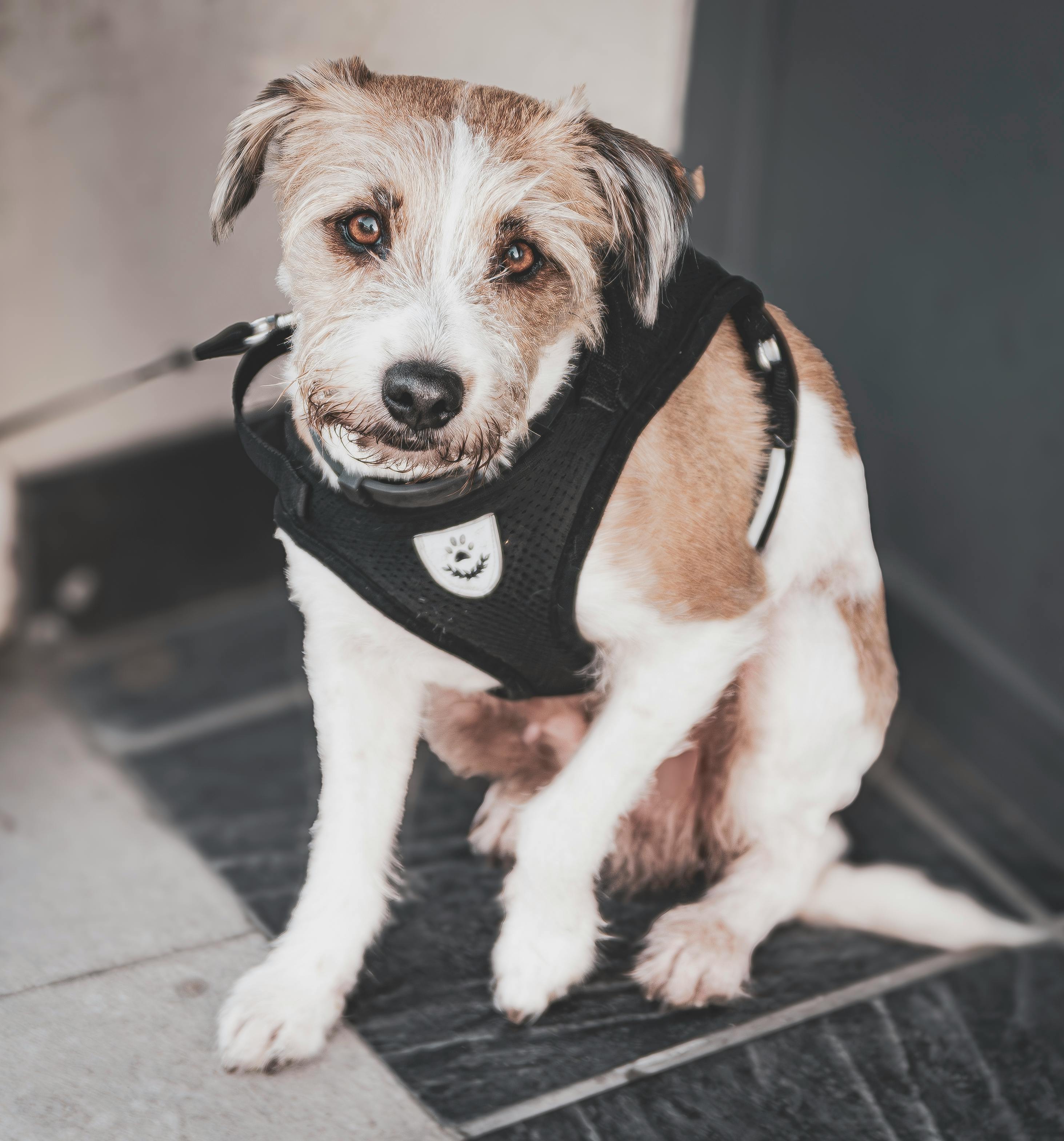 Terrier dog on a porch wearing a black harness, ready for travel