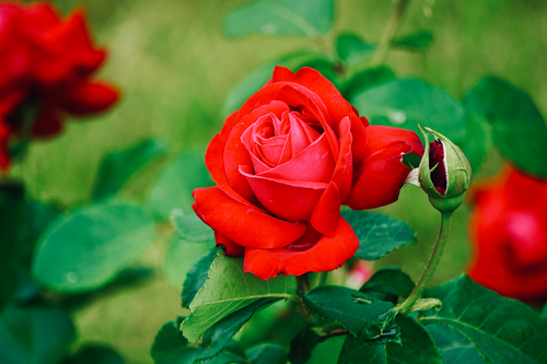 Free Close-up of a vibrant red rose with green leaves in an outdoor garden. Stock Photo