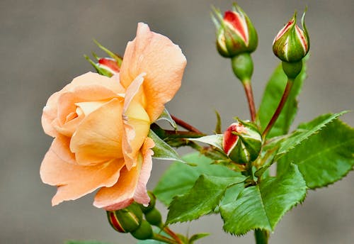 Pink Rose Flower