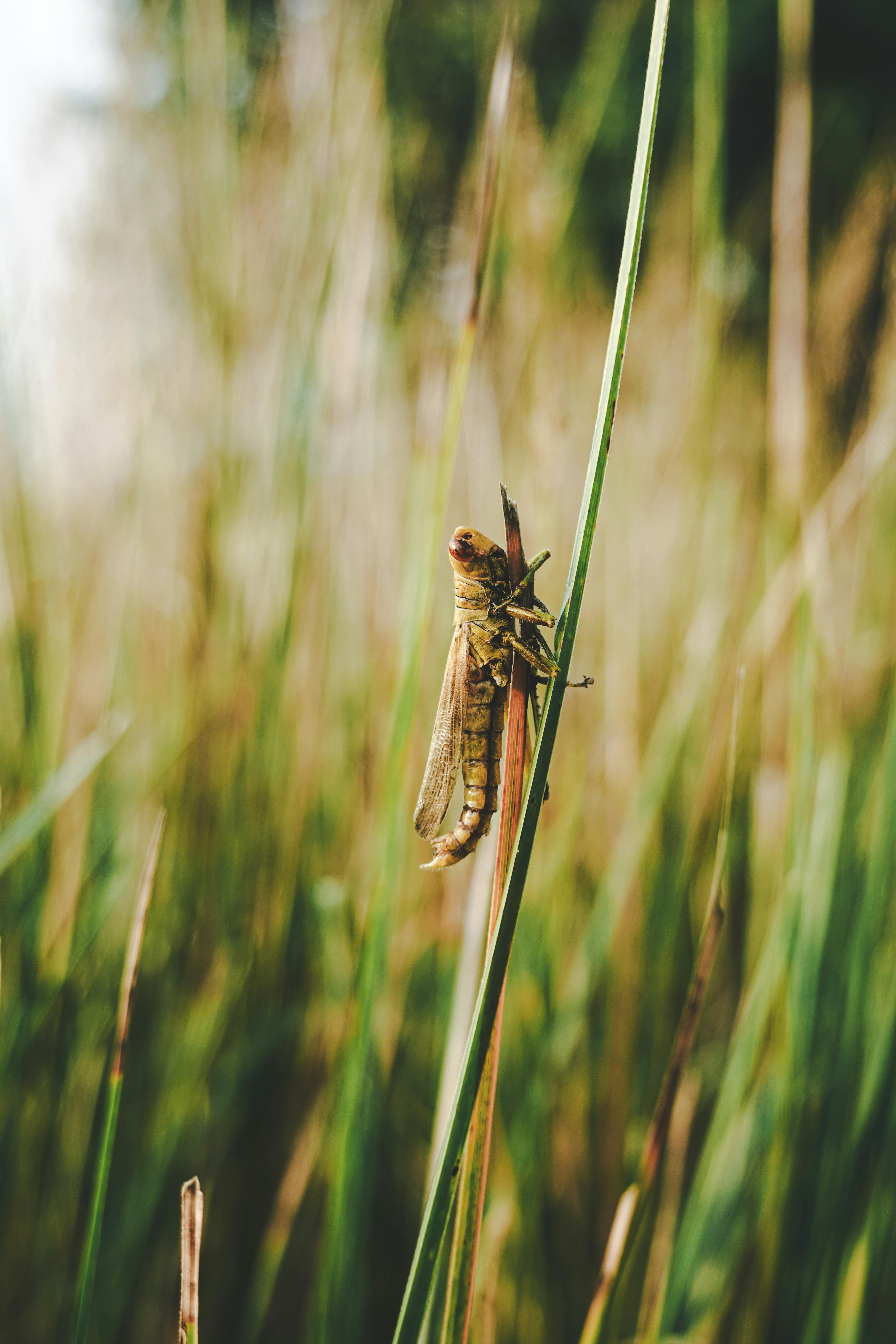 Free Insect Photos - Gratisography