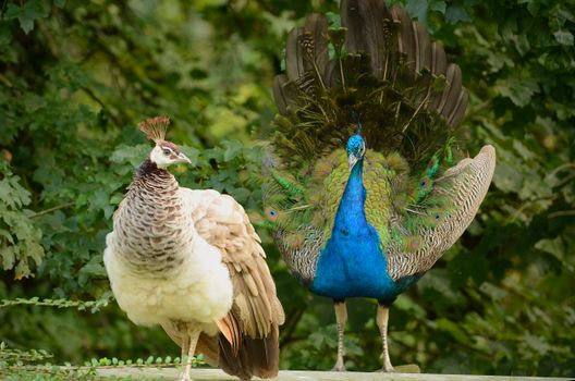 Pfau liebestanz 
