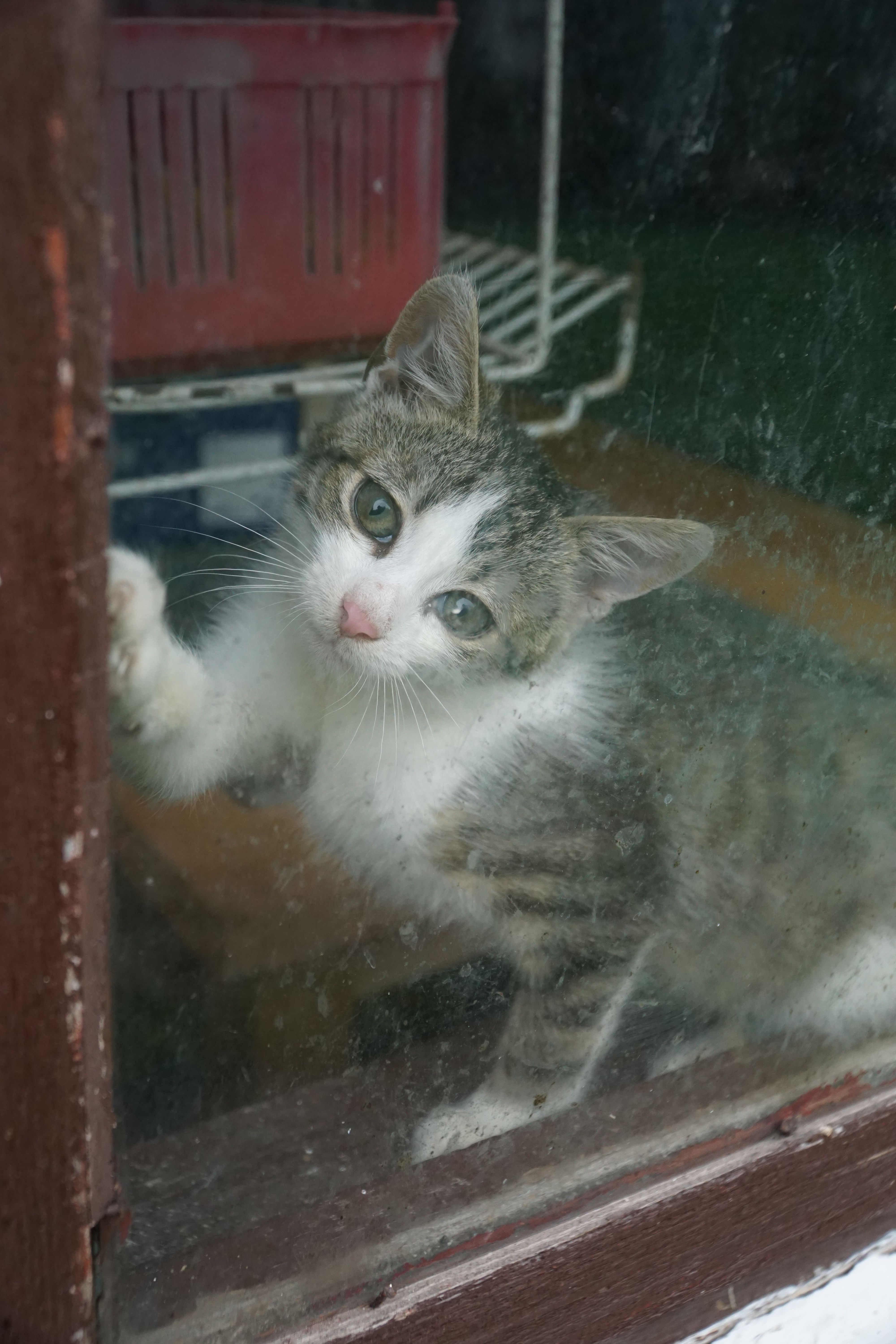 A Rabbit Purring Photos, Download The BEST Free A Rabbit Purring Stock ...