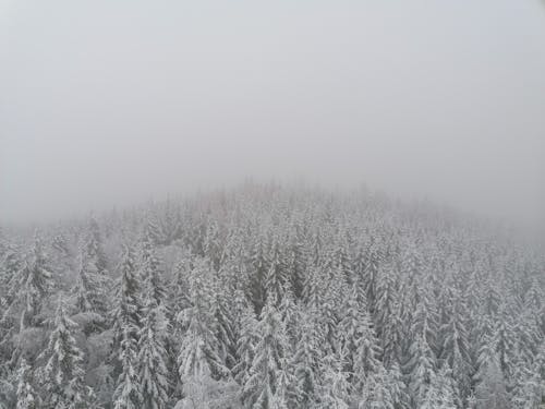 Drone Shot of a Coniferous Forest in Winter