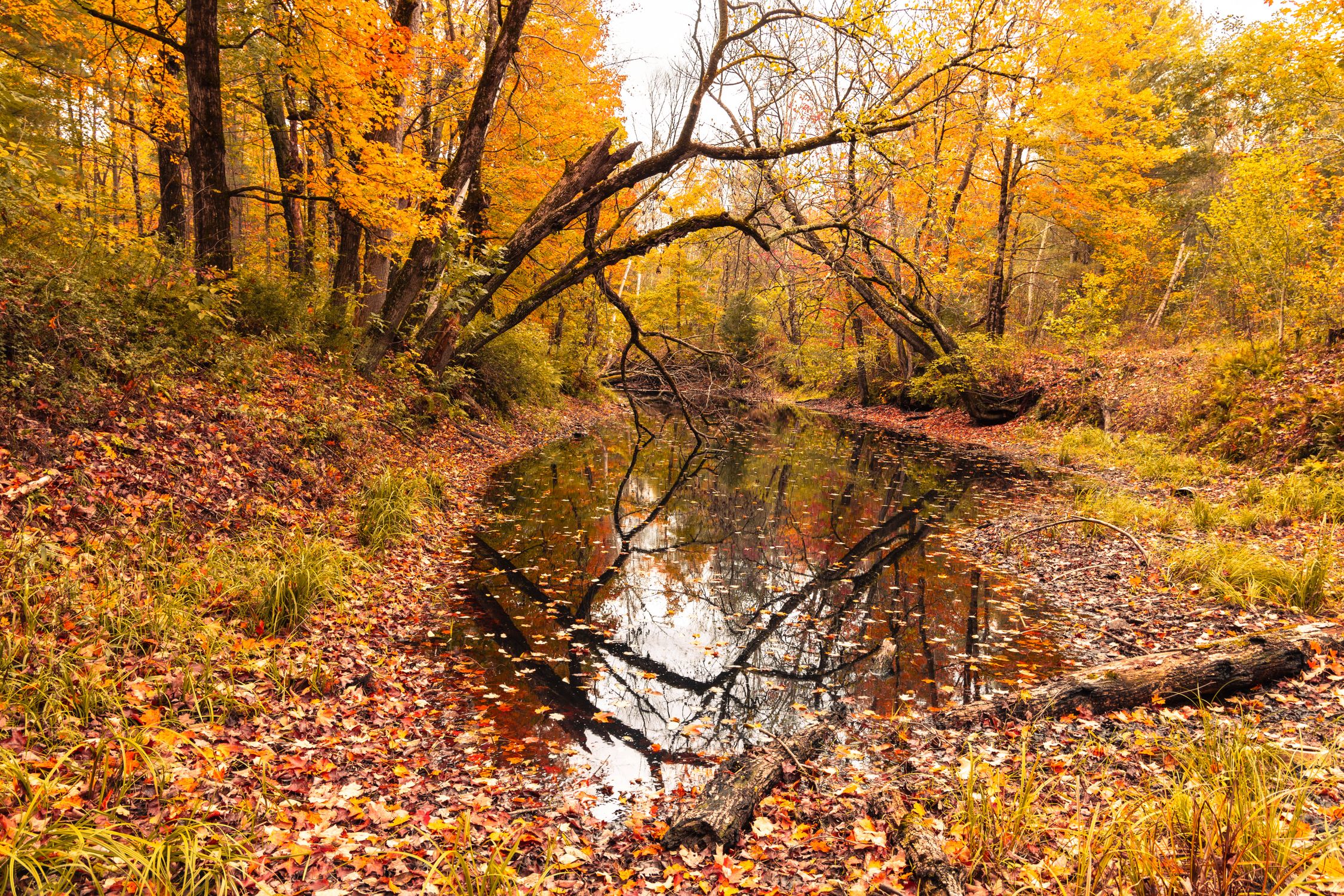 Tree By Stream Fall Stream in a Forest in Fall · Free Stock Photo