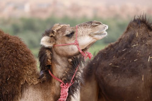 deve, göz, gülünç içeren Ücretsiz stok fotoğraf