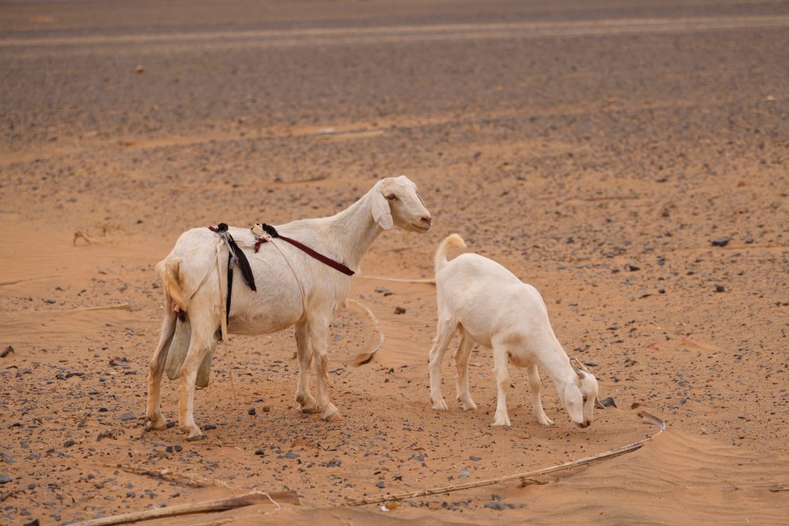 Saharan Goat Sahelian Goats on a Desert · Free Stock Photo