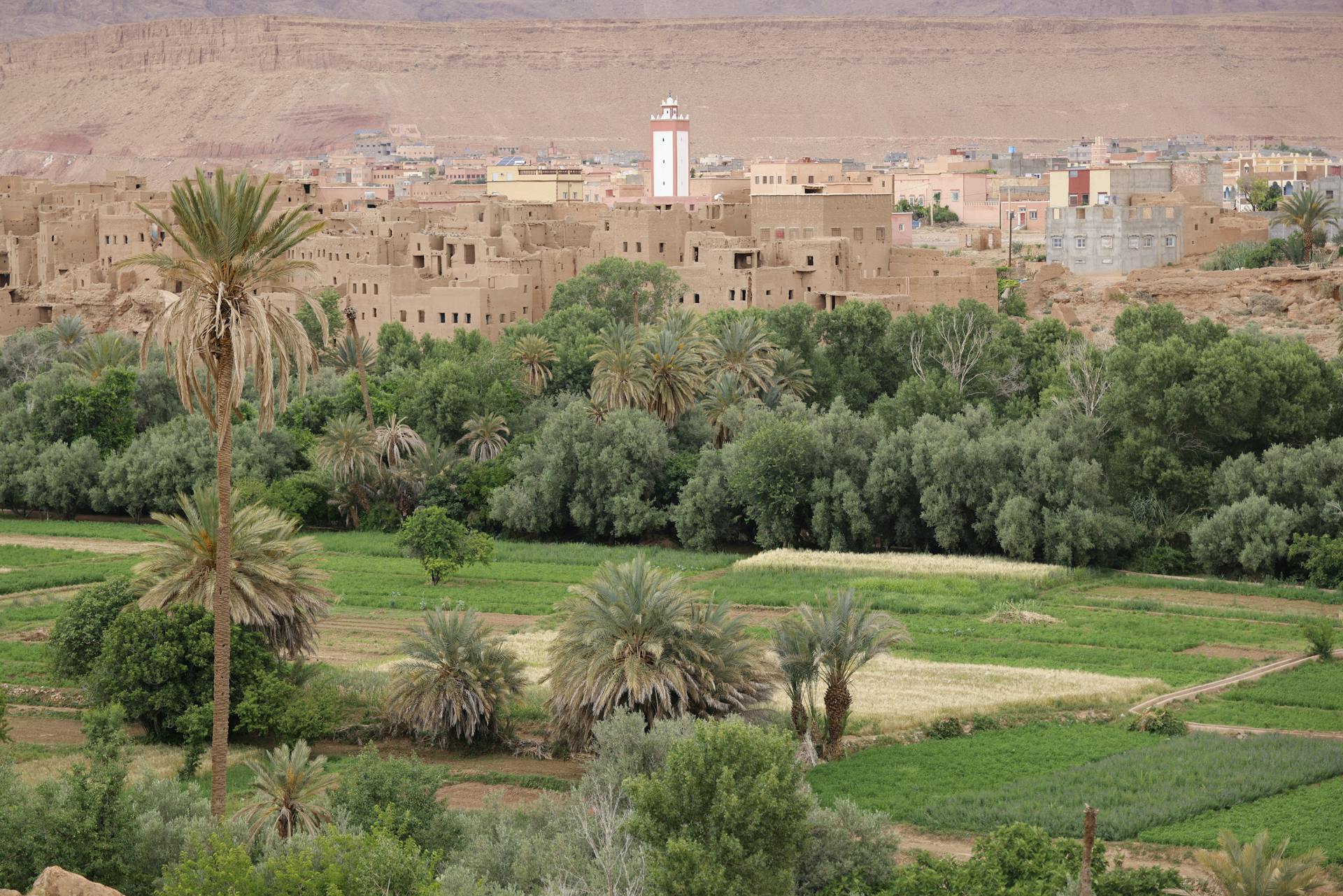 A picturesque Moroccan town with traditional buildings surrounded by lush palm trees and greenery.