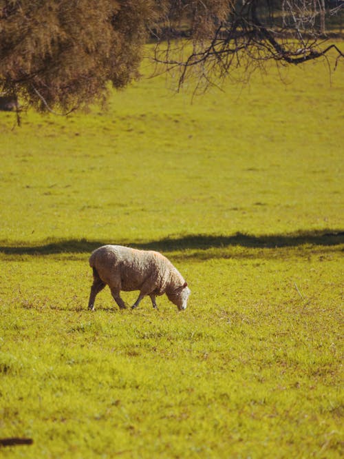 A Sheep in a Field