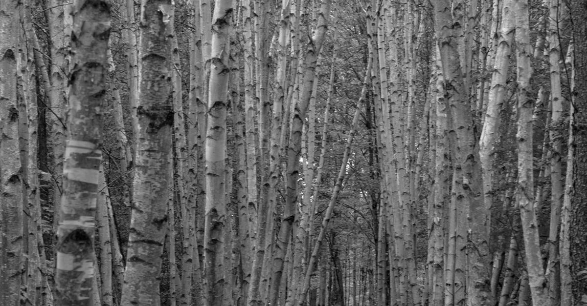 Empty Tree Real Empty Trees in Black and White · Free Stock Photo
