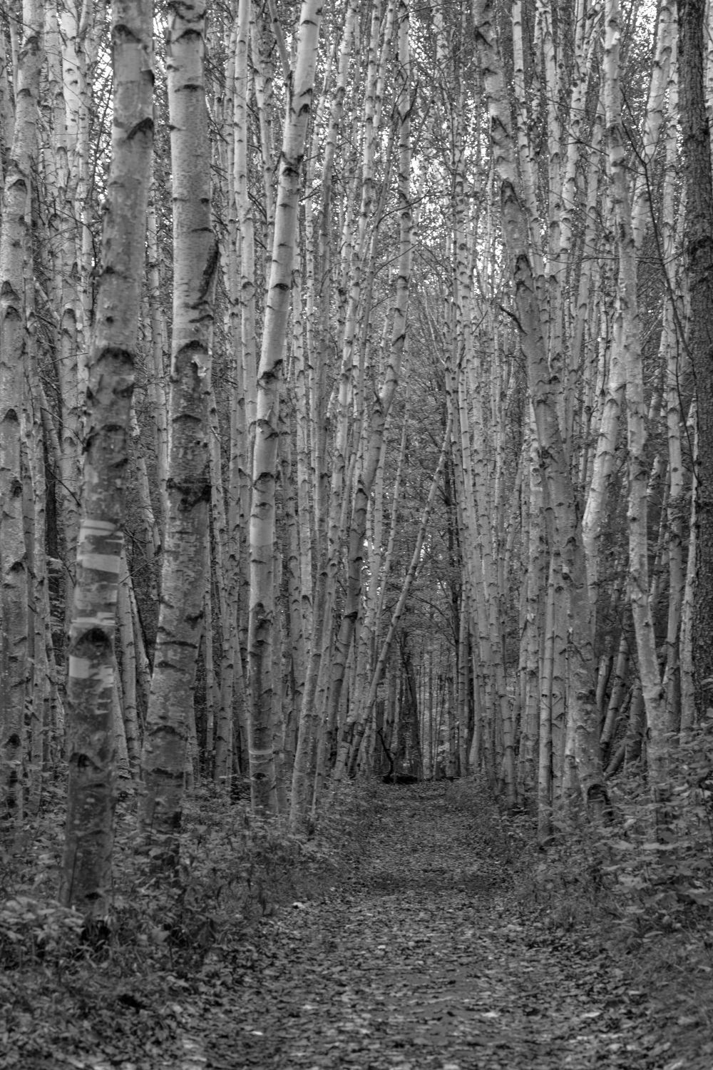 Empty Tree Real Empty Trees in Black and White · Free Stock Photo