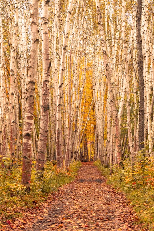 Autumn Park with Birch Trees and Brown Leaves on a Footpath