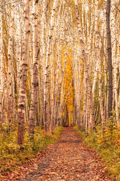 Free Peaceful birch forest path in autumn with vibrant leaves and tall trunks. Stock Photo