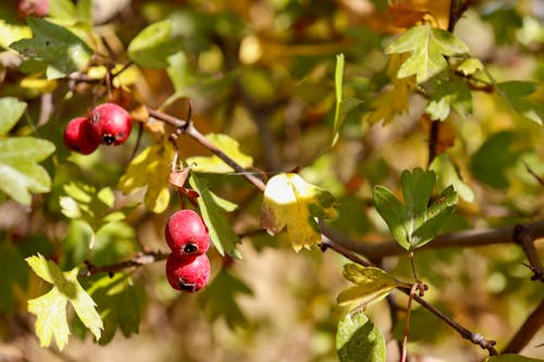 Free stock photo of fall, fall fruit, fruits